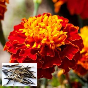 French Marigold Seed