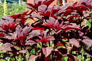 Red Amaranth Plant