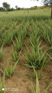 aloe vera baby plants