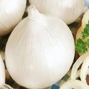 ONION SEEDS MARUTI WHITE BOSS F1 HY