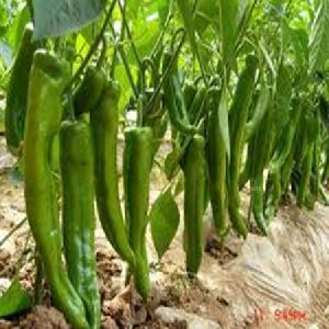 PEPPER SEEDS GREENLONG F1