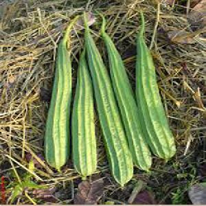 RIDGEGOURD SEEDS - MARUTI 7788 F1 Hybrid