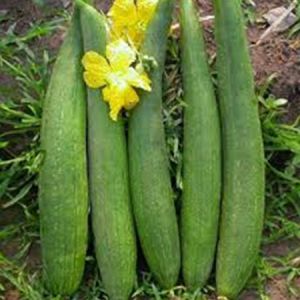 SPONGEGOURD SEEDS MARUTI VAMAN F1 HYBRID