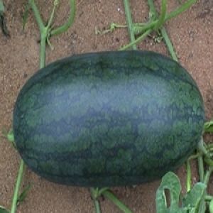 WATERMELON SEEDS NEW ROSE NO. 9 F1 HYBRID