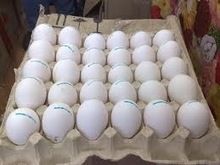 Fresh Eggs