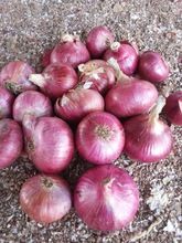 Red Onion