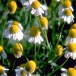 Chamomile Essential Oils