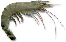 HLBT Head Less Black Tiger Shrimp Frozen Blocks