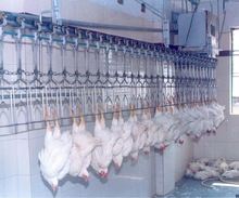 Automatic Poultry Slaughter Plant