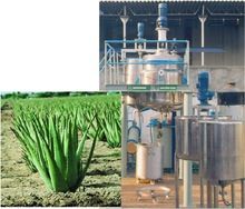 Extraction plant for Aloe Vera gel and juice