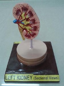 Left Kidney Model