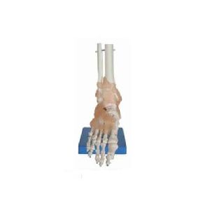 Life Size Foot Joint Model