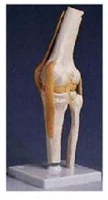 Life Size Knee Joint Model