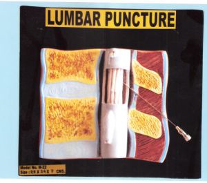 Lumbar Puncture Model