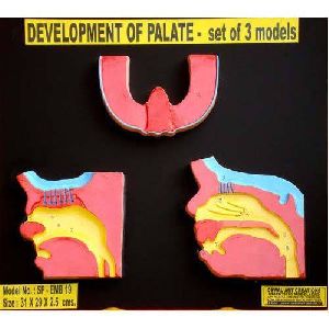 Palate Development Model