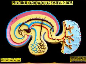 Primordial Cardiovascular System