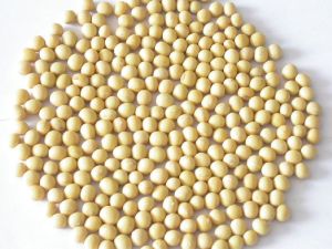 Soybean