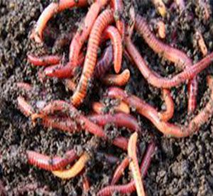 vermicompost