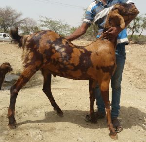 GOAT BREEDING BUCK