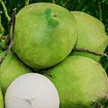 frozen coconut water