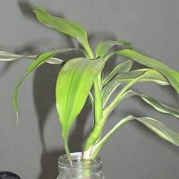 Dracaena Sanderiana Tea Plant