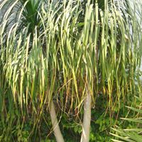 Nolina Recurvata plant