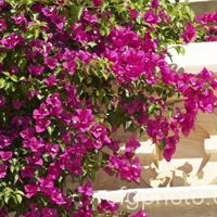 Pink Bougainvillea Plant