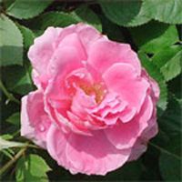 Pink Rose Plant