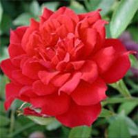 Red Rose Plant