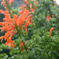 Tecoma Capensis Plant