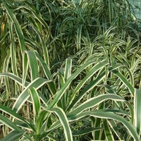 White Dracaena Plant