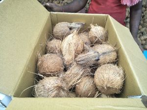 Semihusked Coconuts