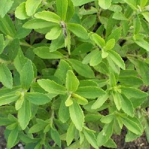 Stevia Plants Morreta Plants