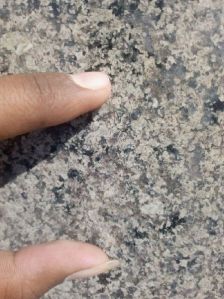 Desert Green Granite Slabs