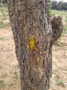 Red Sander Wood Bark