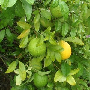 Kagzi Lemon Plant