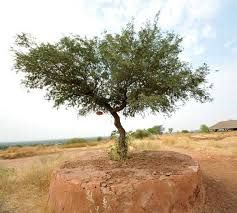 Khejri Tree