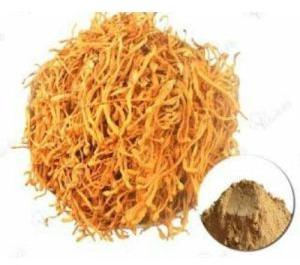 Dried Cordyceps Militaris Powder