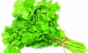 Coriander Leaves