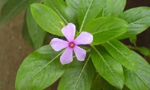 Organic Vinca Rosea Leaves