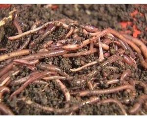 pure vermicompost