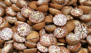 Betel Nut Seed