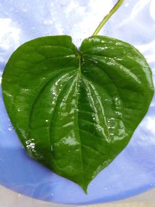Bangla Leaves