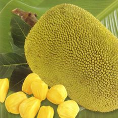 Fresh Jackfruit