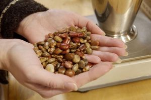 Castor Natural Seeds