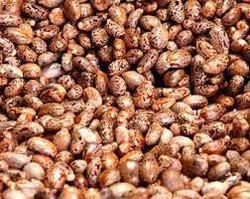 Edible Castor Oil Seeds