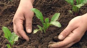 Organic Fertilizer Franchise Services