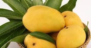 yellow mango