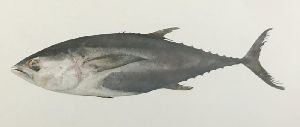 big eye tuna fish