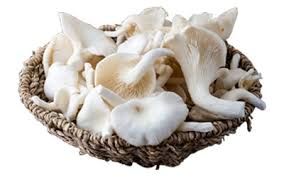 Milky Oyster Mushroom